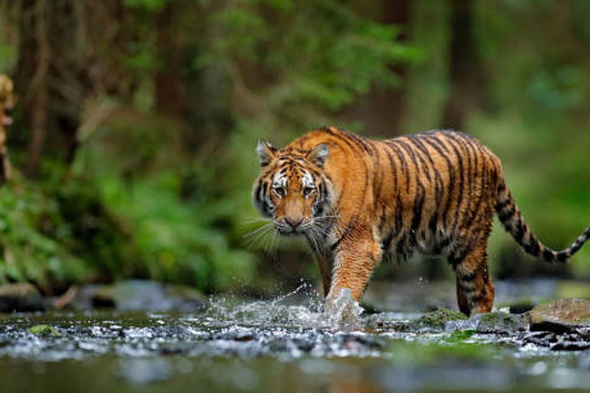 Harimau, Sang Penguasa Hutan yang Menjaga Keseimbangan Alam
